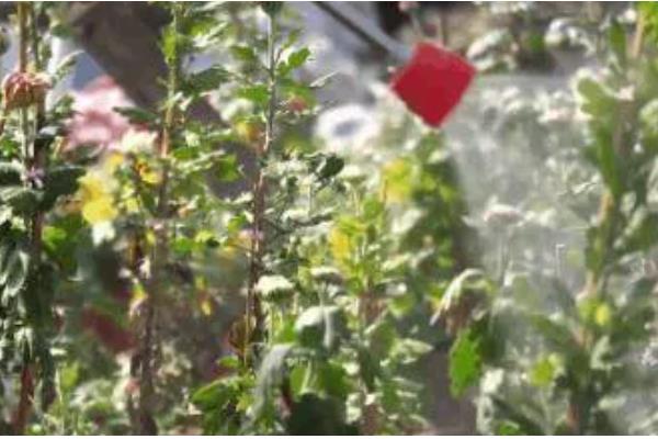 防治菊花病虫害的方法，发生叶枯病可交替喷施波尔多液和托布津