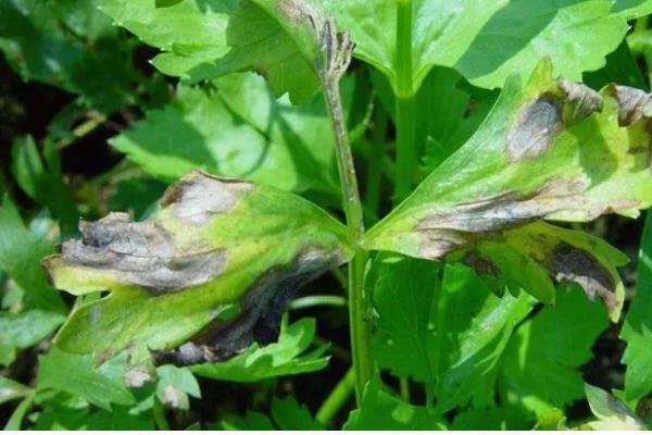 防治菊花病虫害的方法，发生叶枯病可交替喷施波尔多液和托布津