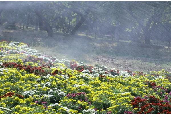 防治菊花病虫害的方法，发生叶枯病可交替喷施波尔多液和托布津