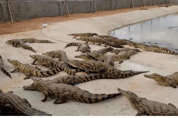 养殖鳄鱼的成本投入，养殖30条需8.5万元左右