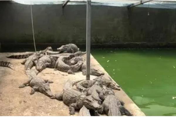养殖鳄鱼的成本投入，养殖30条需8.5万元左右