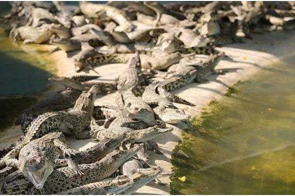 养殖鳄鱼的成本投入，养殖30条需8.5万元左右