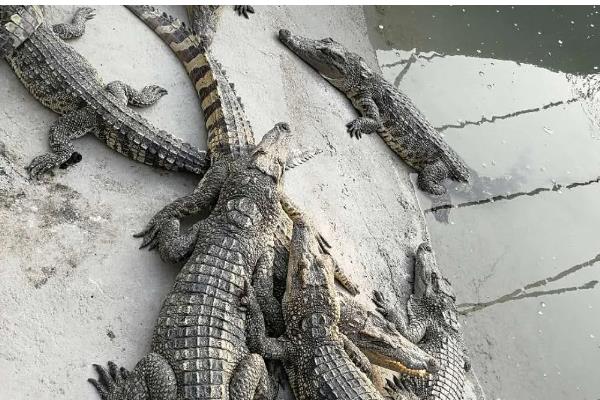 养殖鳄鱼的成本投入，养殖30条需8.5万元左右