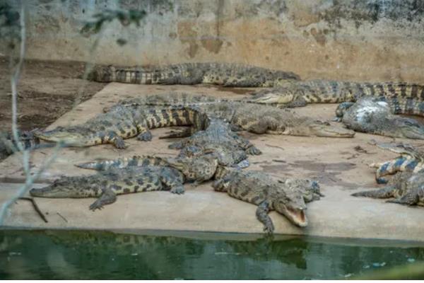 养殖鳄鱼的成本投入，养殖30条需8.5万元左右