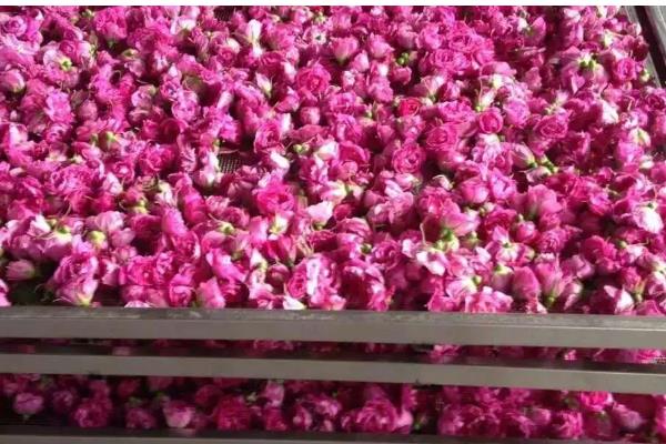 永生花会不会枯萎，永生花不会枯萎