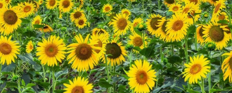 向日葵的变化有哪些,根据太阳移动整花盘和叶子的朝向