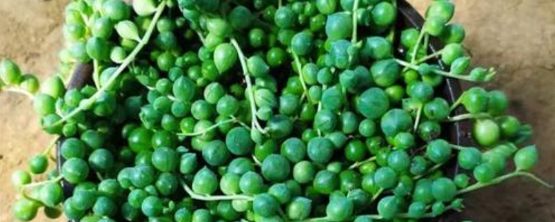 情人泪有什么花语，代表伤心的泪、纯洁朴素