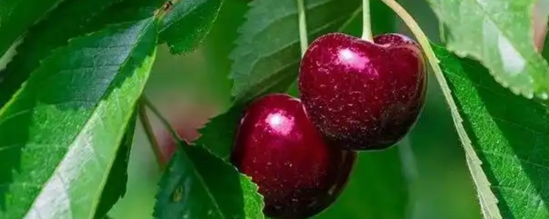 塔玛拉樱桃品种简介，是由捷克培育出来的樱桃品种