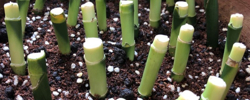 龙血树的扦插方法，用苯乙酸溶液浸泡后再插入土壤中