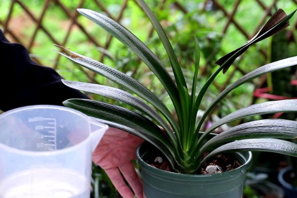 君子兰10天浇一次水行吗，不可间隔10天浇一次水