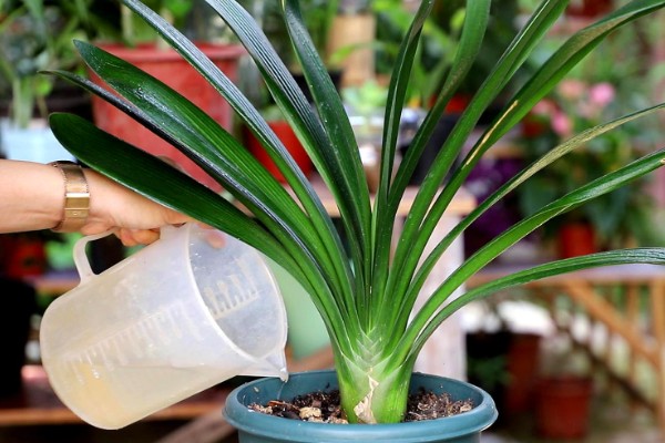 君子兰10天浇一次水行吗，不可间隔10天浇一次水