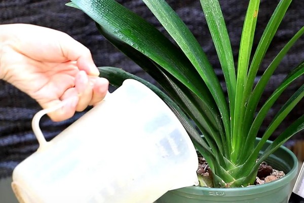 君子兰10天浇一次水行吗，不可间隔10天浇一次水