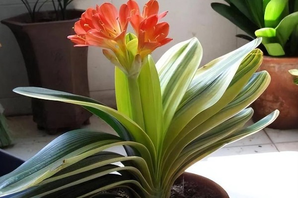 君子兰10天浇一次水行吗，不可间隔10天浇一次水