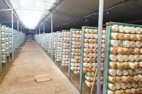 怎么避免食用菌出现虫害，安装细纱网可防止成虫入室
