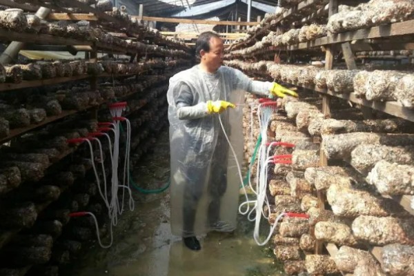 怎么避免食用菌出现虫害，安装细纱网可防止成虫入室