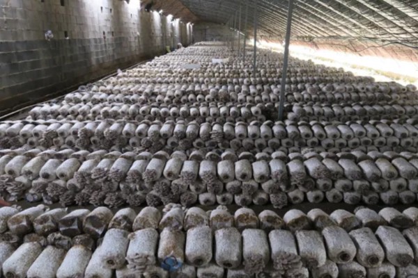 怎么避免食用菌出现虫害，安装细纱网可防止成虫入室