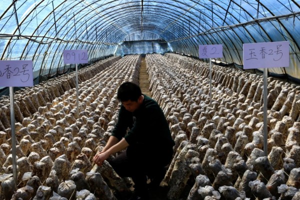 怎么避免食用菌出现虫害，安装细纱网可防止成虫入室