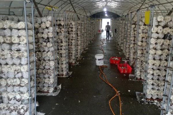 怎么避免食用菌出现虫害，安装细纱网可防止成虫入室