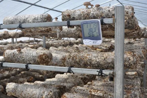 怎么避免食用菌出现虫害，安装细纱网可防止成虫入室