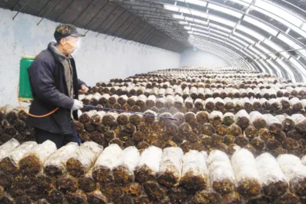 怎么避免食用菌出现虫害，安装细纱网可防止成虫入室