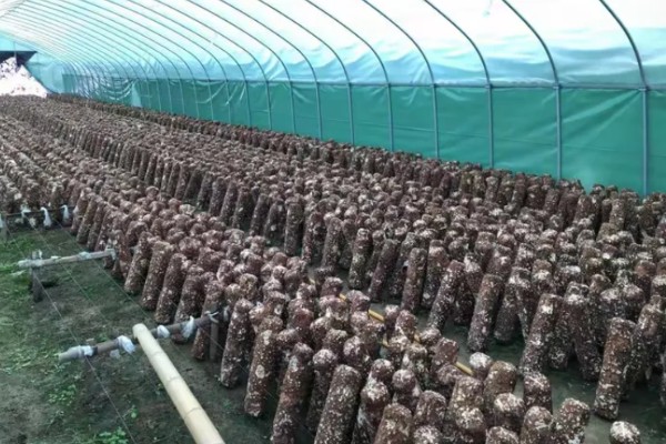 怎么避免食用菌出现虫害，安装细纱网可防止成虫入室