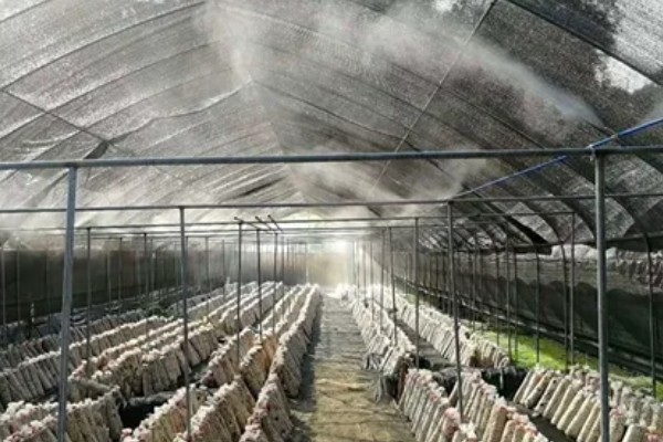 怎么避免食用菌出现虫害，安装细纱网可防止成虫入室