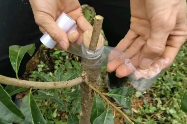 杨梅何时嫁接，以2月上旬至3月下旬前后为宜