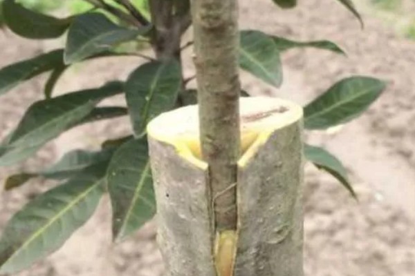 杨梅何时嫁接，以2月上旬至3月下旬前后为宜