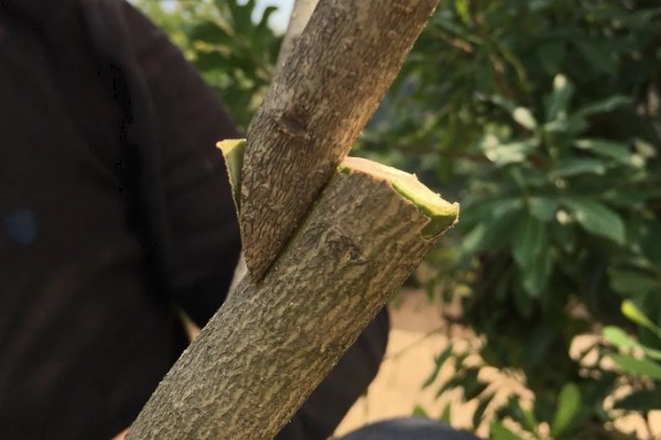 杨梅何时嫁接，以2月上旬至3月下旬前后为宜