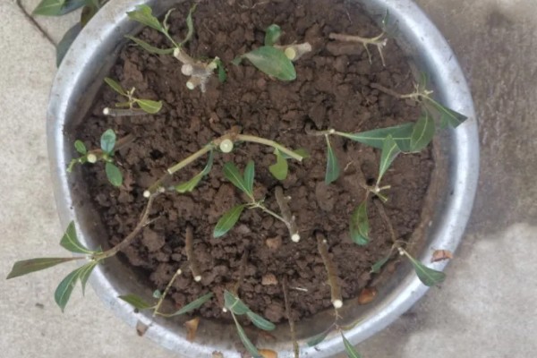 杨梅何时嫁接，以2月上旬至3月下旬前后为宜