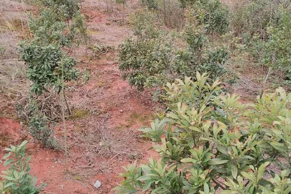 杨梅何时嫁接，以2月上旬至3月下旬前后为宜