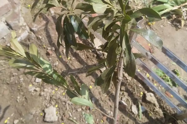 杨梅何时嫁接，以2月上旬至3月下旬前后为宜