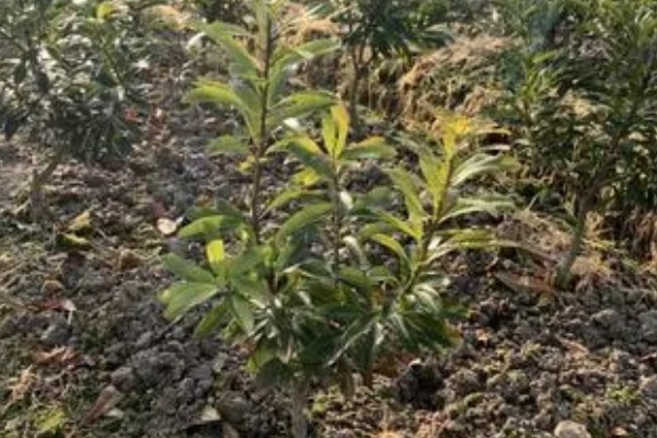 杨梅何时嫁接，以2月上旬至3月下旬前后为宜