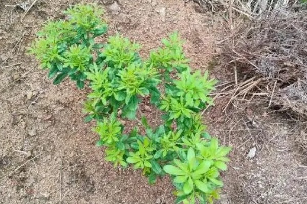 杨梅何时嫁接，以2月上旬至3月下旬前后为宜