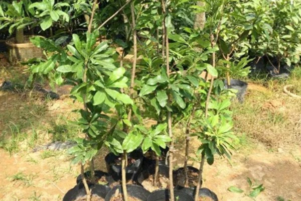 杨梅何时嫁接，以2月上旬至3月下旬前后为宜