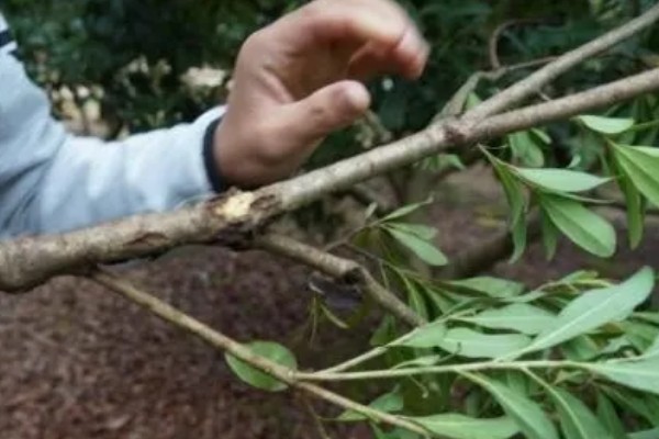 杨梅何时嫁接，以2月上旬至3月下旬前后为宜