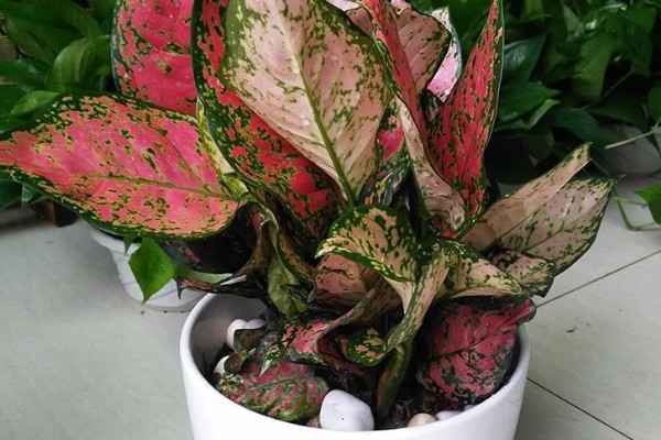 如意皇后的浇水方法，夏季每隔2-3天浇水一次