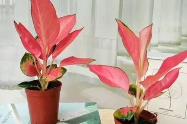 如意皇后的浇水方法，夏季每隔2-3天浇水一次