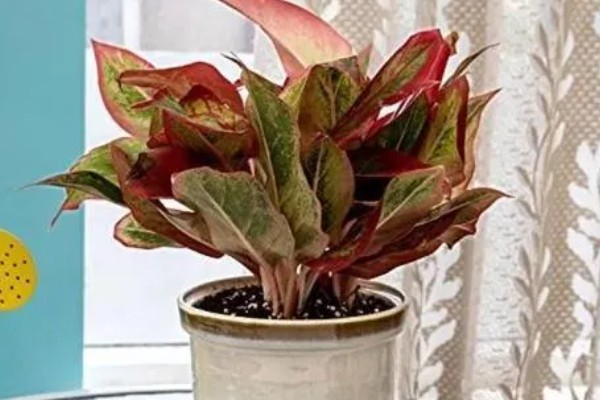 如意皇后的浇水方法，夏季每隔2-3天浇水一次