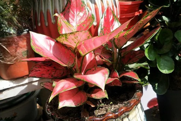 如意皇后的浇水方法，夏季每隔2-3天浇水一次