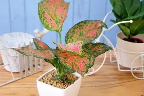 如意皇后的浇水方法，夏季每隔2-3天浇水一次