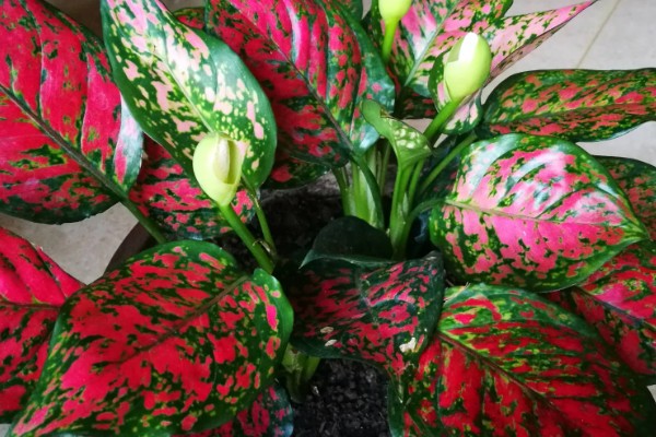 如意皇后的浇水方法，夏季每隔2-3天浇水一次