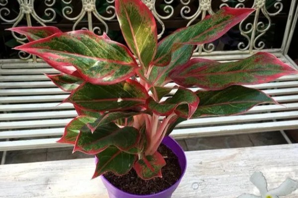 如意皇后的浇水方法，夏季每隔2-3天浇水一次