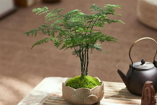 怎么预防文竹的病虫害，提前喷施杀虫剂可避免虫害滋生