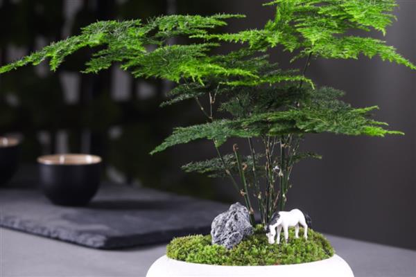 怎么预防文竹的病虫害，提前喷施杀虫剂可避免虫害滋生