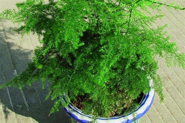 怎么预防文竹的病虫害，提前喷施杀虫剂可避免虫害滋生