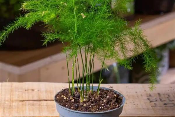 怎么预防文竹的病虫害，提前喷施杀虫剂可避免虫害滋生