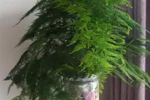 怎么预防文竹的病虫害，提前喷施杀虫剂可避免虫害滋生