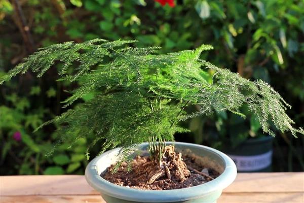 怎么预防文竹的病虫害，提前喷施杀虫剂可避免虫害滋生