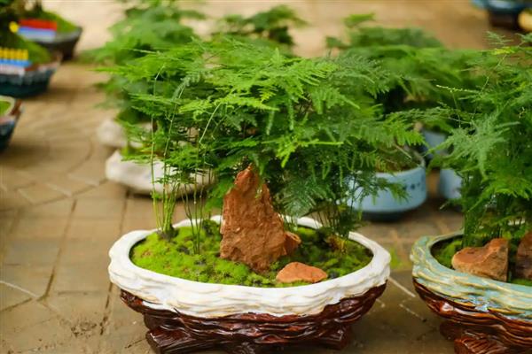 怎么预防文竹的病虫害，提前喷施杀虫剂可避免虫害滋生